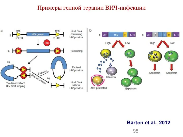 Примеры генной терапии ВИЧ-инфекции Barton et al., 2012