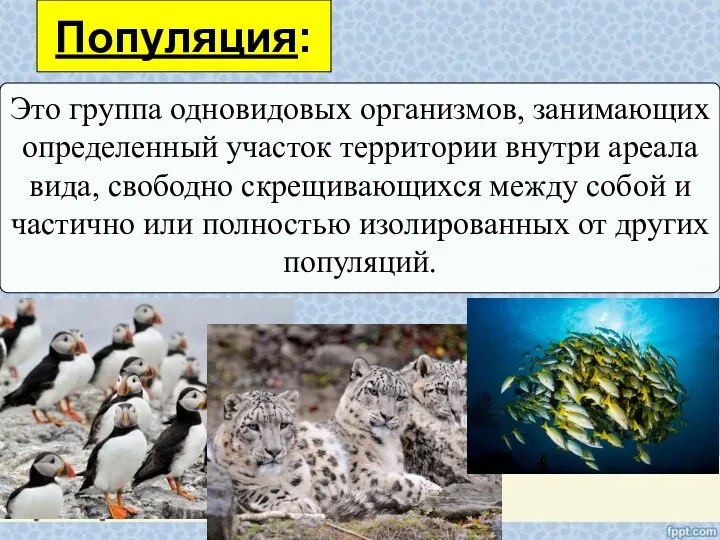 Популяция: Это группа одновидовых организмов, занимающих определенный участок территории внутри