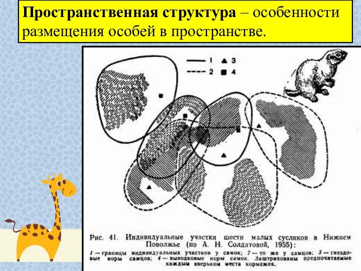 Пространственная структура – особенности размещения особей в пространстве.