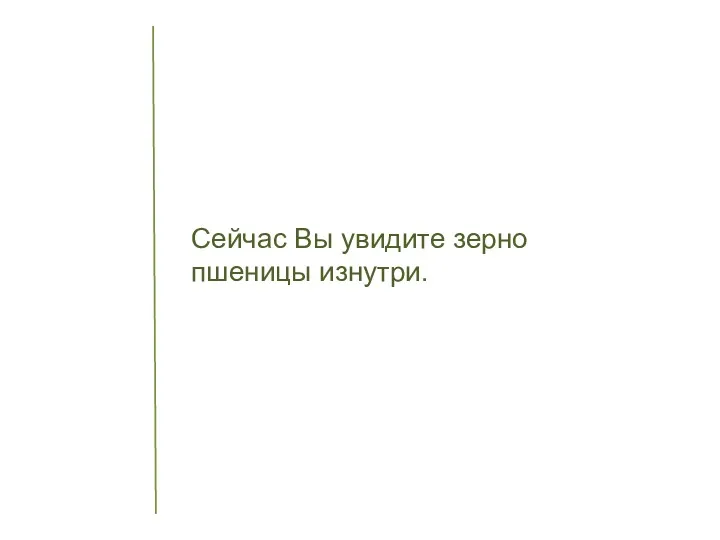 Сейчас Вы увидите зерно пшеницы изнутри.