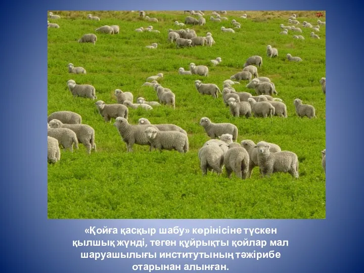 «Қойға қасқыр шабу» көрінісіне түскен қылшық жүнді, теген құйрықты қойлар мал шаруашылығы институтының тәжірибе отарынан алынған.