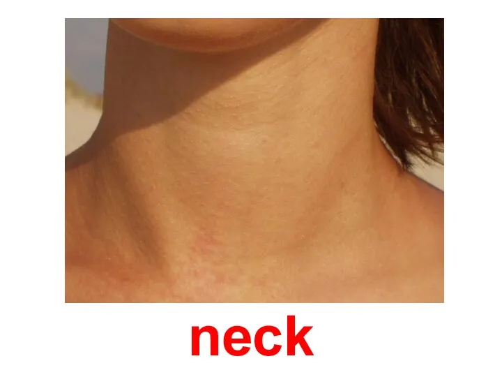 neck