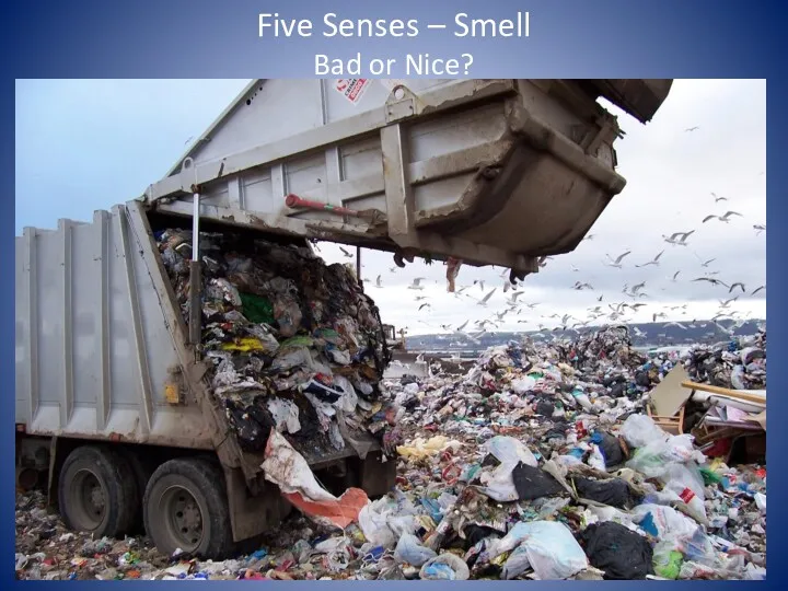 Five Senses – Smell Bad or Nice?