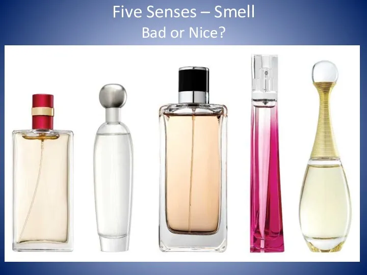 Five Senses – Smell Bad or Nice?