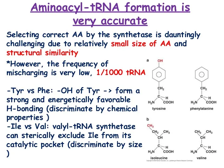 Aminoacyl-tRNA formation is very accurate Selecting correct AA by the