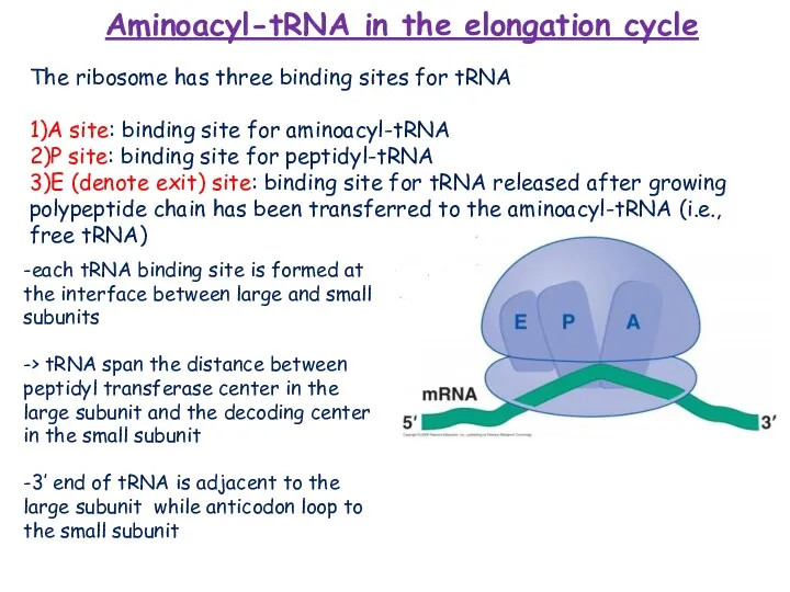 -each tRNA binding site is formed at the interface between