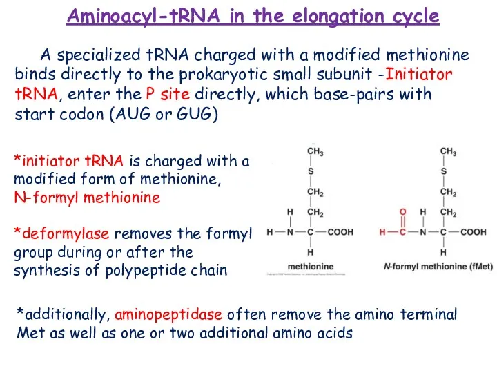 *initiator tRNA is charged with a modified form of methionine,