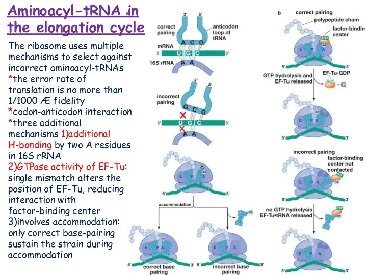 Aminoacyl-tRNA in the elongation cycle The ribosome uses multiple mechanisms
