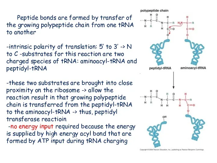 Peptide bonds are formed by transfer of the growing polypeptide