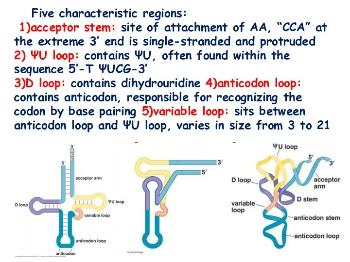 Five characteristic regions: 1)acceptor stem: site of attachment of AA,