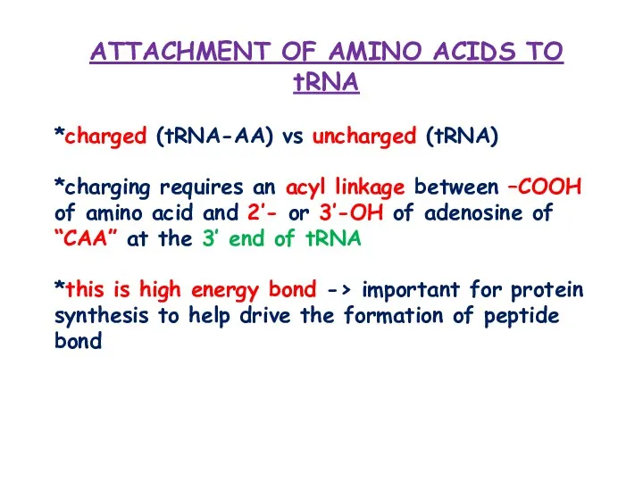 ATTACHMENT OF AMINO ACIDS TO tRNA *charged (tRNA-AA) vs uncharged