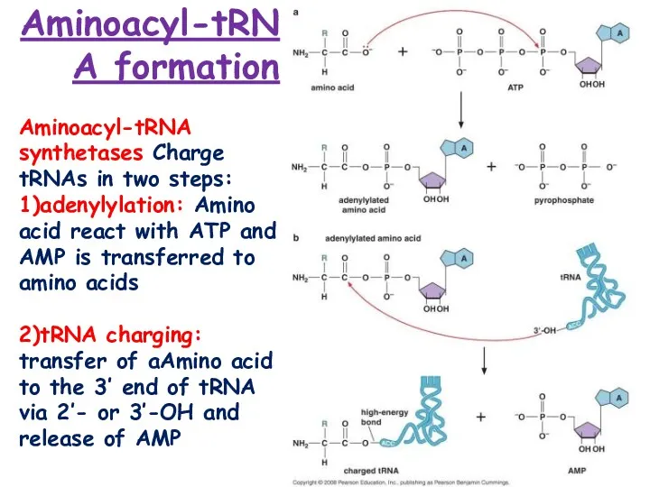 Aminoacyl-tRNA formation Aminoacyl-tRNA synthetases Charge tRNAs in two steps: 1)adenylylation:
