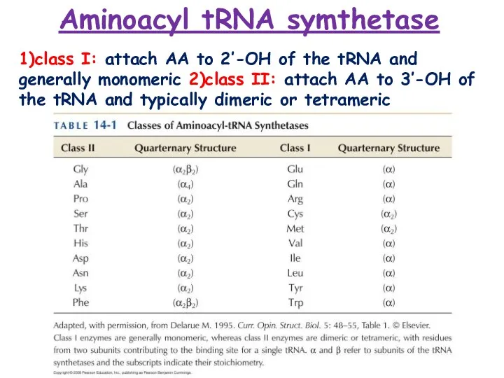 Aminoacyl tRNA symthetase 1)class I: attach AA to 2’-OH of