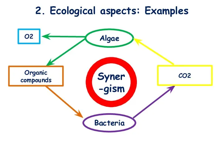 2. Ecological aspects: Examples Algae Bacteria Organic compounds CO2 Syner-gism O2