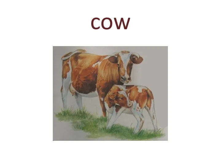 cow