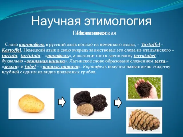 Научная этимология Истинная Слово картофель в русский язык попало из