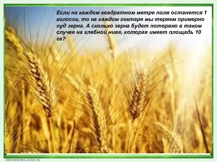 Если на каждом квадратном метре поля останется 1 колосок, то