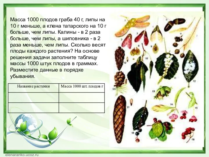 Масса 1000 плодов граба 40 г, липы на 10 г