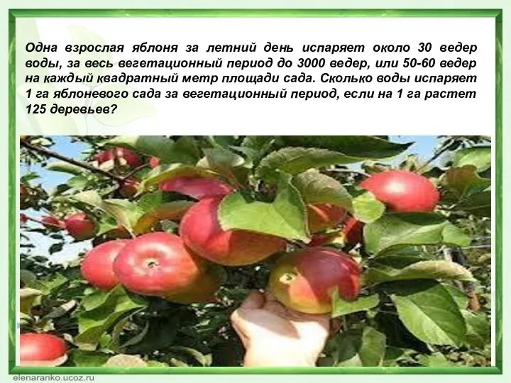 Одна взрослая яблоня за летний день испаряет около 30 ведер