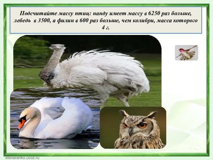 Подсчитайте массу птиц: нанду имеет массу в 6250 раз больше,