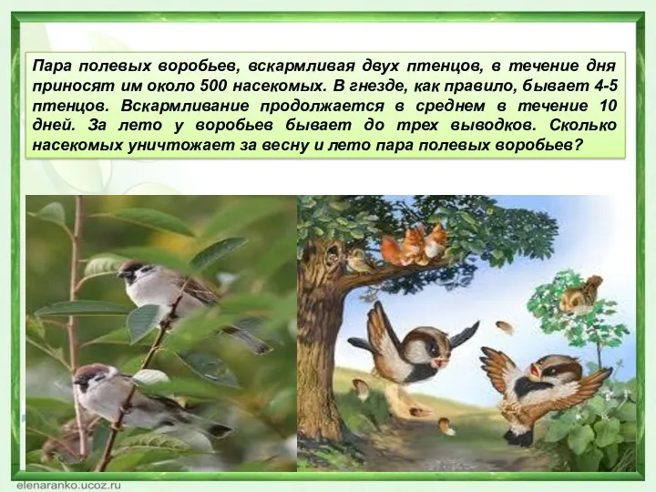 Пара полевых воробьев, вскармливая двух птенцов, в течение дня приносят