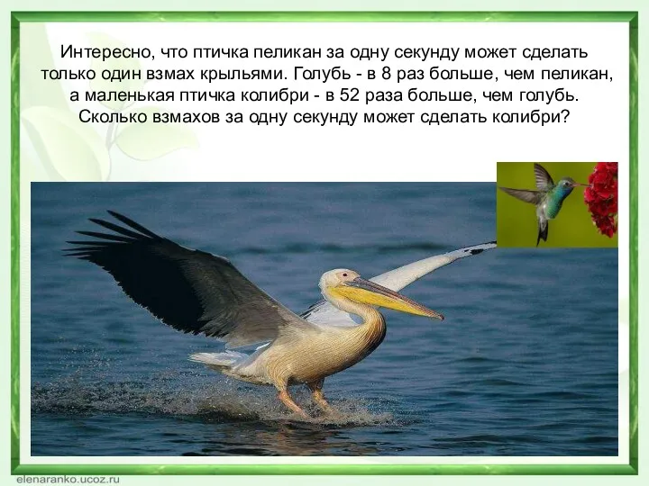 Интересно, что птичка пеликан за одну секунду может сделать только