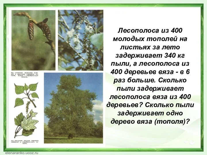 Лесополоса из 400 молодых тополей на листьях за лето задерживает