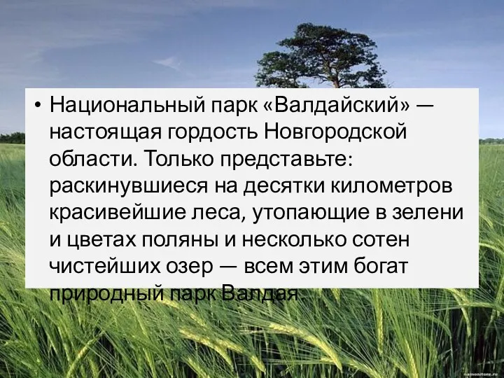 Национальный парк «Валдайский» — настоящая гордость Новгородской области. Только представьте: