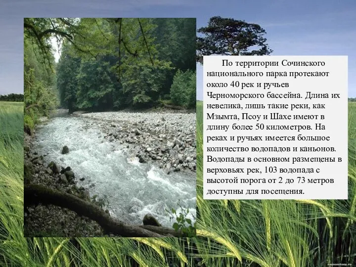 По территории Сочинского национального парка протекают около 40 рек и