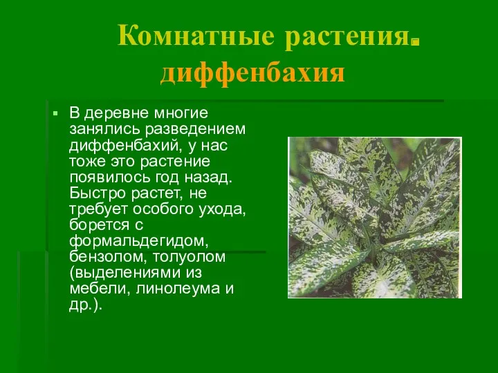 Комнатные растения. диффенбахия В деревне многие занялись разведением диффенбахий, у