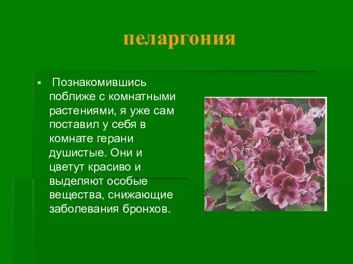 пеларгония Познакомившись поближе с комнатными растениями, я уже сам поставил