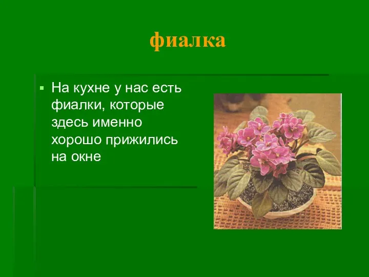 фиалка На кухне у нас есть фиалки, которые здесь именно хорошо прижились на окне