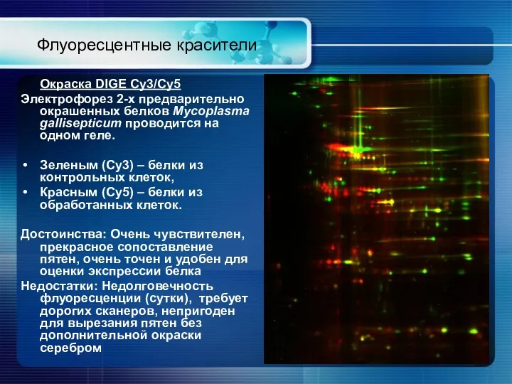 Окраска DIGE Cy3/Cy5 Электрофорез 2-х предварительно окрашенных белков Mycoplasma gallisepticum