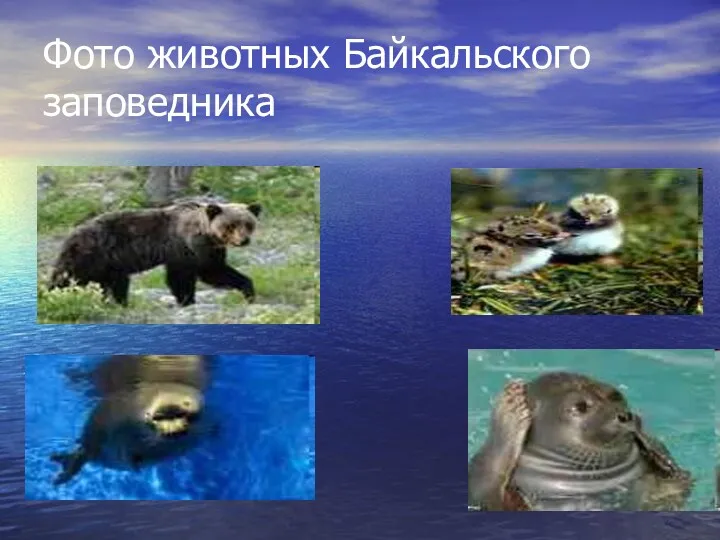 Фото животных Байкальского заповедника