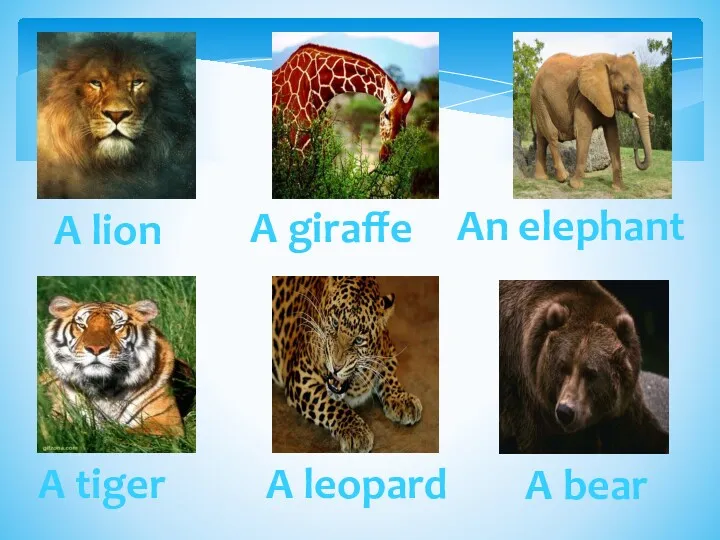 A tiger A giraffe An elephant A lion A leopard A bear