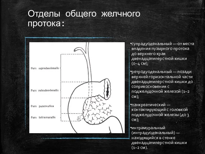 Отделы общего желчного протока: супрадуоденальный — от места впадения пузырного