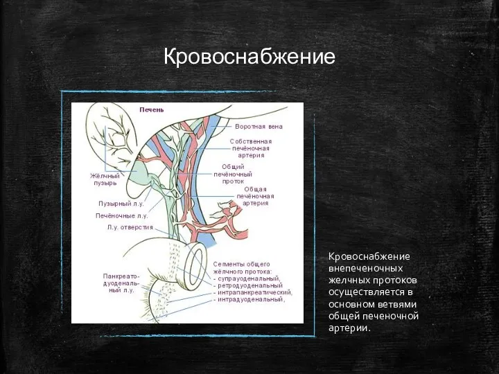 Кровоснабжение Кровоснабжение внепеченочных желчных протоков осуществляется в основном ветвями общей печеночной артерии.