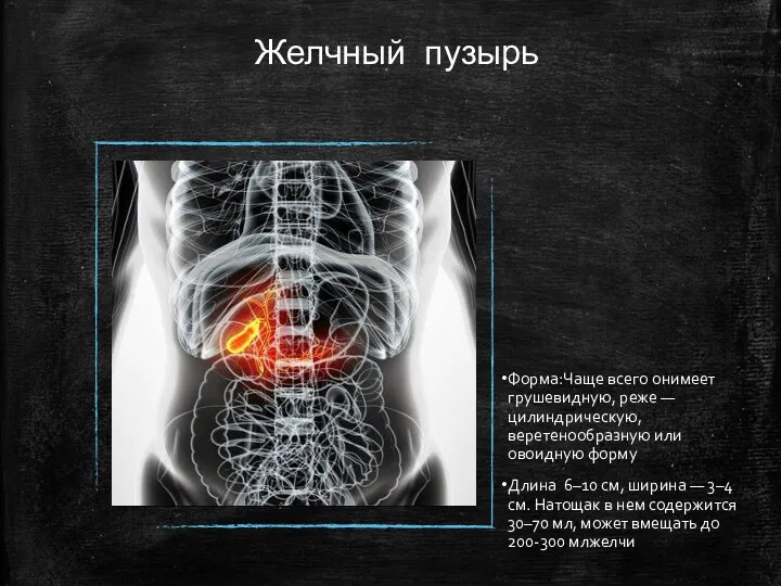 Желчный пузырь Форма:Чаще всего онимеет грушевидную, реже — цилиндрическую, веретенообразную