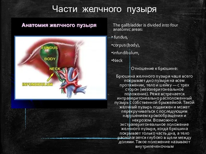 Части желчного пузыря The gallbladder is divided into four anatomic