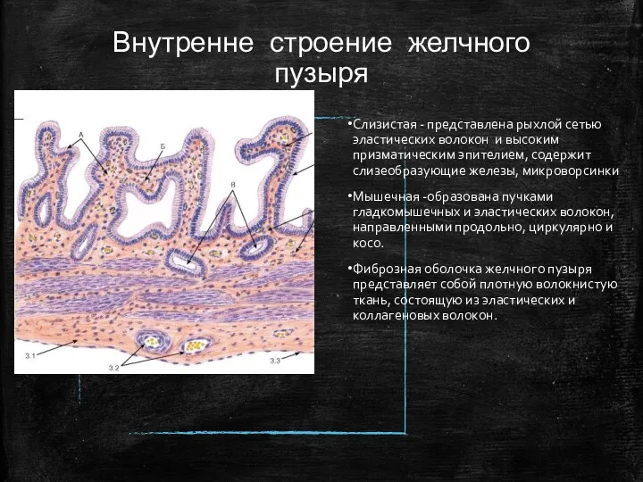 Внутренне строение желчного пузыря Слизистая - представлена рыхлой сетью эластических