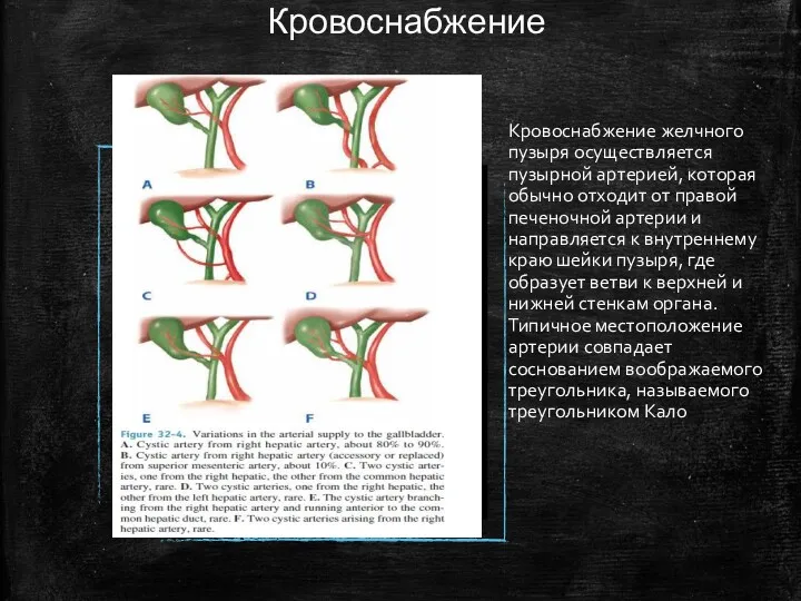 Кровоснабжение Кровоснабжение желчного пузыря осуществляется пузырной артерией, которая обычно отходит