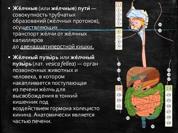 Жёлчные (или же́лчные) пути́ — совокупность трубчатых образований (жёлчных протоков),