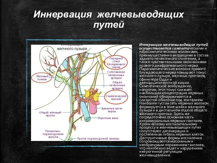 Иннервация желчевыводящих путей Иннервация желчевыводящих путей осуществляется симпатическими и парасимпатическими