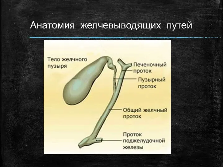 Анатомия желчевыводящих путей
