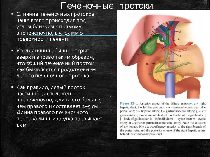 Печеночные протоки Слияние печеночных протоков чаще всего происходит под углом,близким