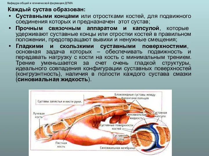 Каждый сустав образован: Суставными концами или отростками костей, для подвижного