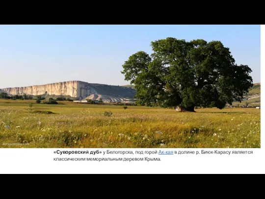 «Суворовский дуб» у Белогорска, под горой Ак-кая в долине р. Биюк-Карасу является классическим мемориальным деревом Крыма.