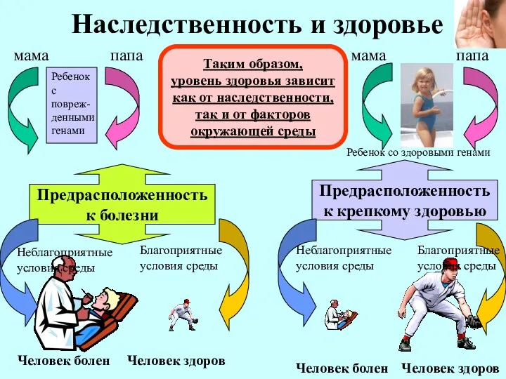 Наследственность и здоровье мама папа Ребенок с повреж- денными генами