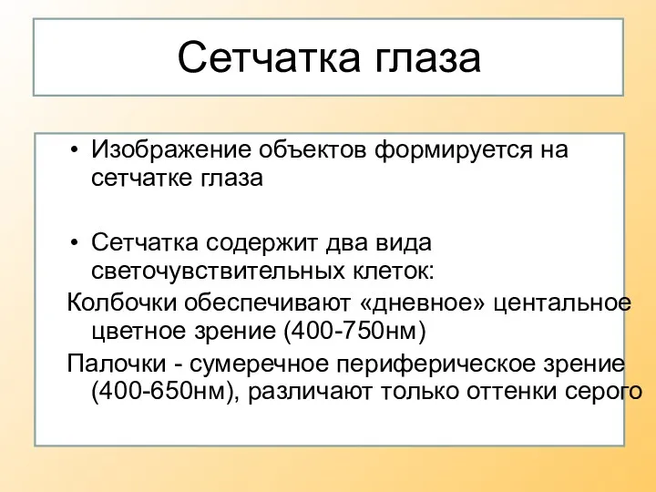 Сетчатка глаза Изображение объектов формируется на сетчатке глаза Сетчатка содержит