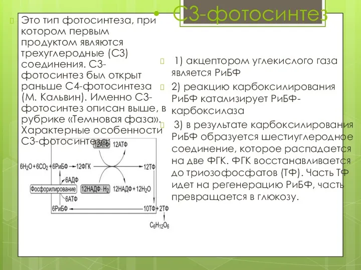 С3-фотосинтез Это тип фотосинтеза, при котором первым продуктом являются трехуглеродные